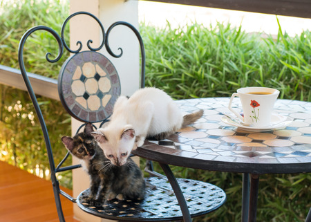 Cat cafe, cute kitten with a cup of coffeeの写真素材