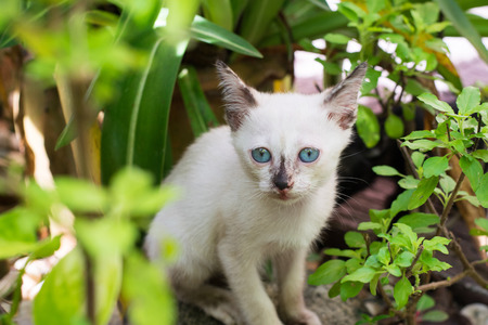 White kitten with blue eyes in the gardenの写真素材