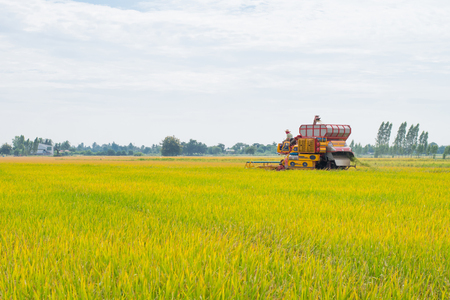 The rice harvest, Farmer use combine harvesting in a rice fieldの写真素材