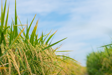 Gold rice field with blue skyの写真素材