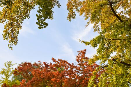 Autumn leaves frame on the blue sky backgroundの写真素材