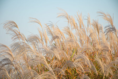 Meadow, grass flowers on the blue sky background