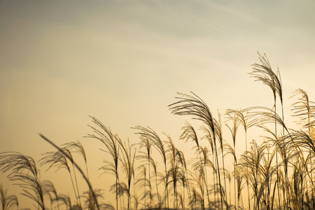Meadow, grass flowers in the evening skyの写真素材