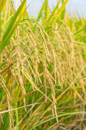 Close up of gold rice fieldの写真素材
