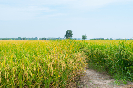 Gold rice field with blue skyの写真素材