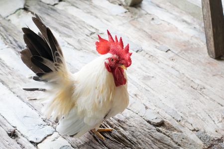 White cock on the floorの写真素材