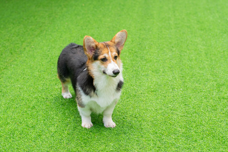 Cute black corgi dog standing on the green grass backgroundの写真素材