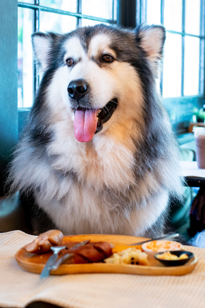 Dog cafe, Cute Alaskan Malamute dog sitting with food on the tableの写真素材