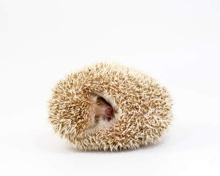 Hedgehog on isolated white backgroundの写真素材