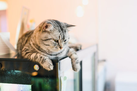 Cute cat sleep on freezer in cat cafe