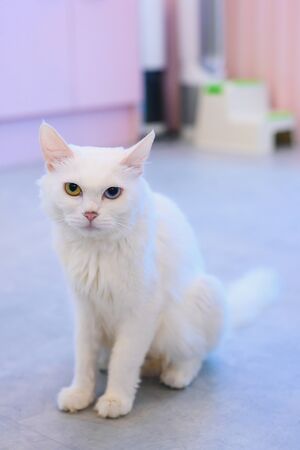 White cat with 2 eyes color, odd eyes cat in cat cafeの写真素材