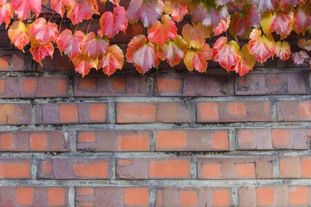 Autumn season, fall leaves on orange brick wall backgroundの写真素材