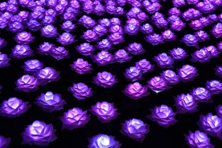 LED rose flower garden at nightの写真素材