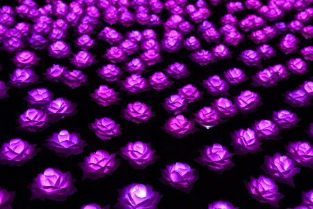 LED rose flower garden at nightの写真素材