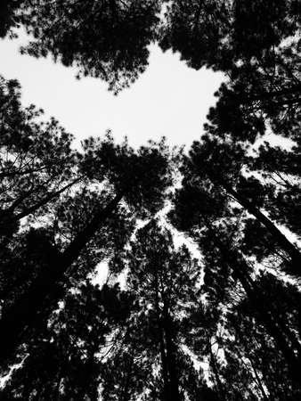 middle of forestの素材