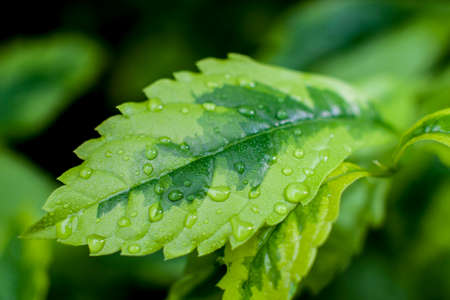 macro shot of some leavesの写真素材