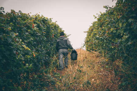 Red grapes autumn on the vineyard.の写真素材