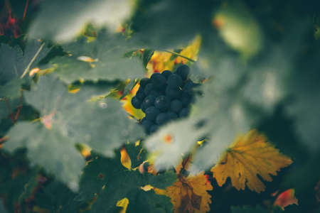 Red grapes autumn on the vineyard.の写真素材