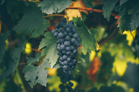 Red grapes autumn on the vineyard.