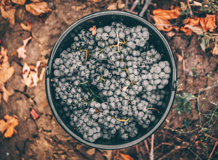 Red grapes autumn on the vineyard.の写真素材