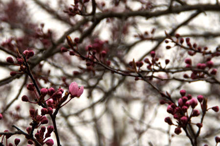 Botones de cerezo floreciendoの写真素材