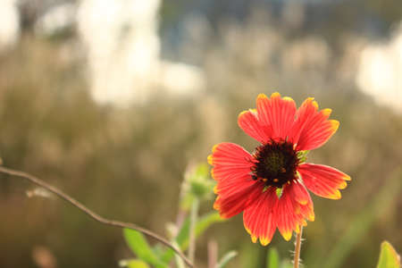 Wait for flowersの写真素材
