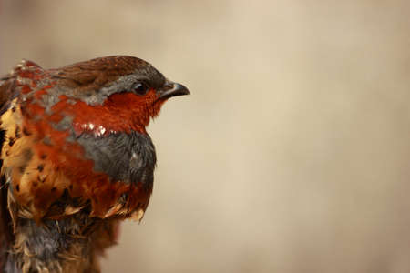 Curious birdsの写真素材