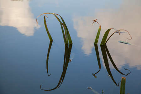dragonfly on the leaf の写真素材