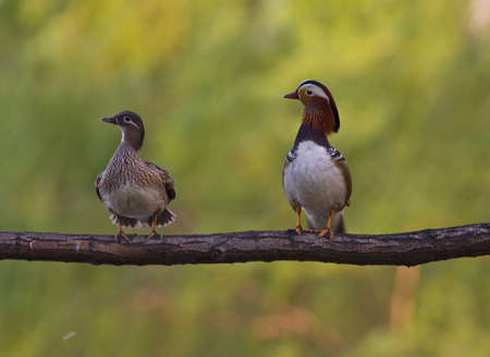 Beijing Park to live in the wild bird Yuanyangの写真素材