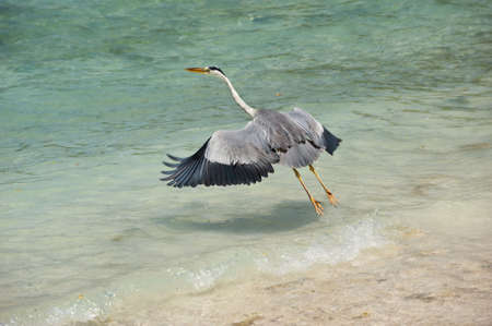 Maldives Tourism: the sea,  animalの写真素材