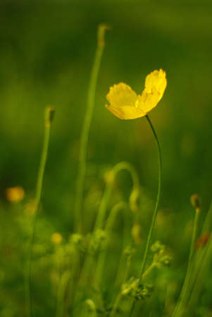 Grassland in Inner Mongolia Chinaの写真素材