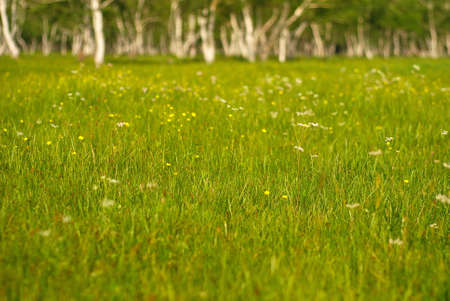 Grassland in Inner Mongolia Chinaの写真素材