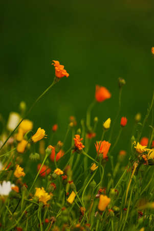  Flower の写真素材