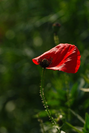  Flower の写真素材