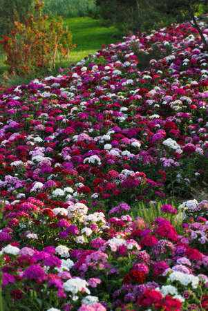  Flower of the Oceanの写真素材