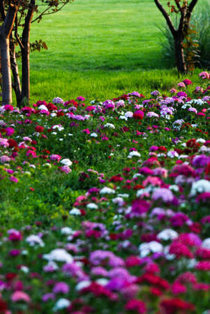  Flower of the Oceanの写真素材