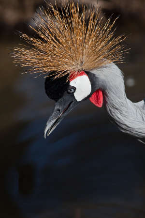 Crested birdsの写真素材