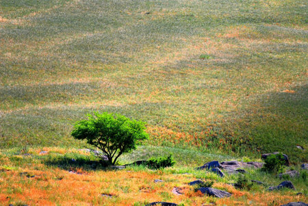 Grassland in Inner Mongolia Chinaの写真素材
