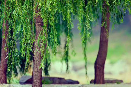 Willowの写真素材