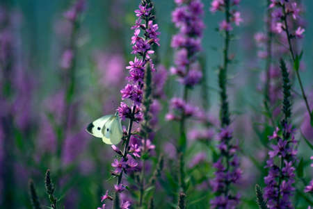Flower and Butterflyの写真素材