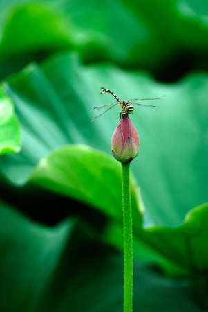 Lotus on the dragonflyの写真素材