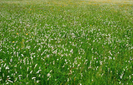 Chinese grassland sceneryの写真素材