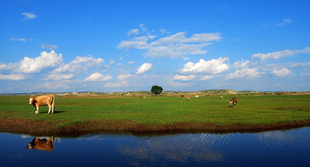 Beauty grassland sceneryの写真素材