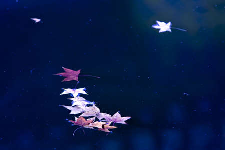 Autumn Maple Leafの写真素材