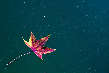 Autumn Maple Leafの写真素材
