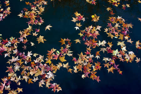 Autumn Maple Leafの写真素材