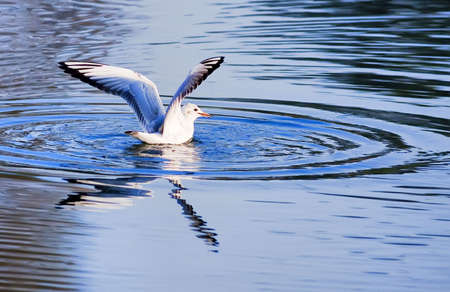 Protected species of wild birds-Seagullsの写真素材