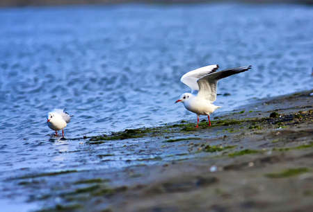 Seagullの写真素材