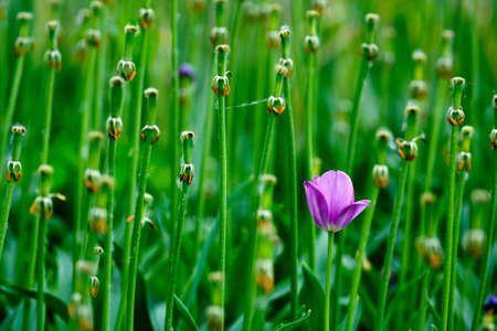 Beautiful Flowersの写真素材