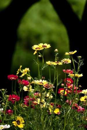 Beautiful Flowersの写真素材